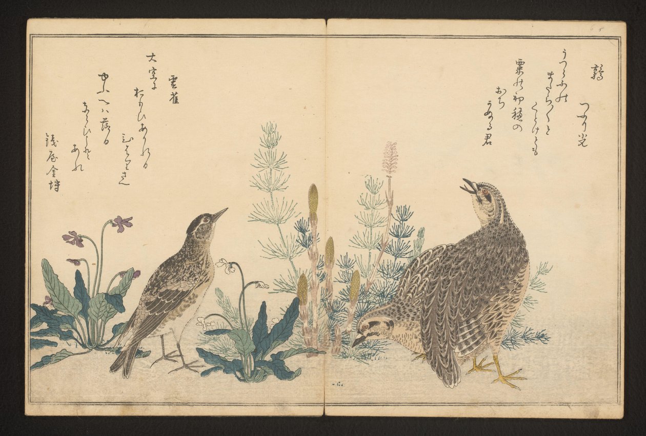 Fürj és égbolt alkotó: Kitagawa Utamaro