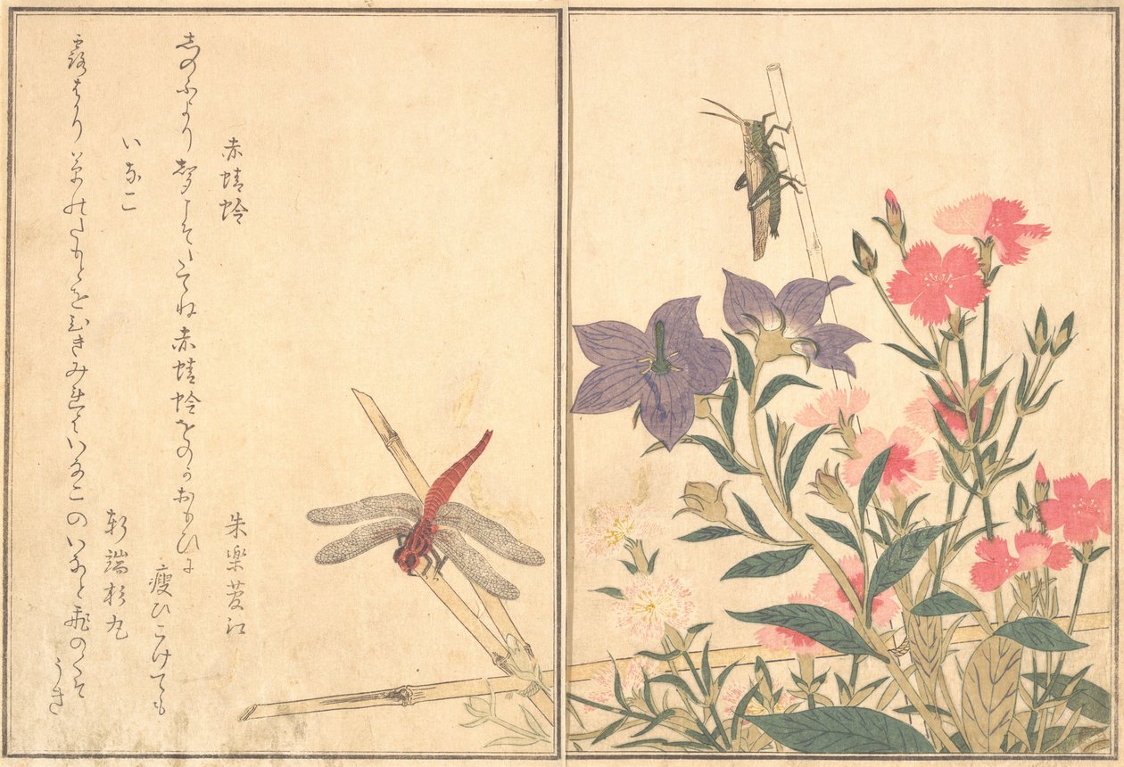 Red Dragonfly Akatonbo, Locust Inago..., 1788. alkotó: Kitagawa Utamaro