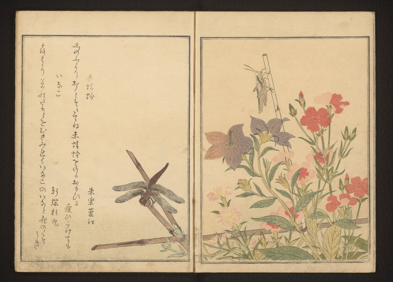 Piros szitakötő és sáska rózsaszínekkel alkotó: Kitagawa Utamaro