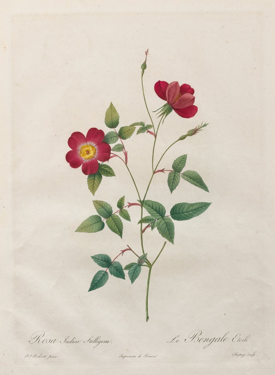 Rosa Indica Stelligera alkotó: Kitagawa Utamaro