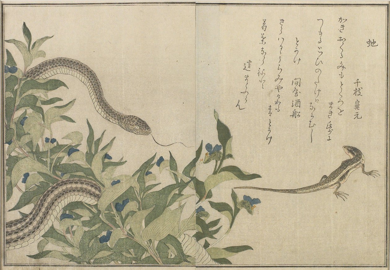 Kígyó és gyík, 1788 (színes fatömbnyomat) alkotó: Kitagawa Utamaro