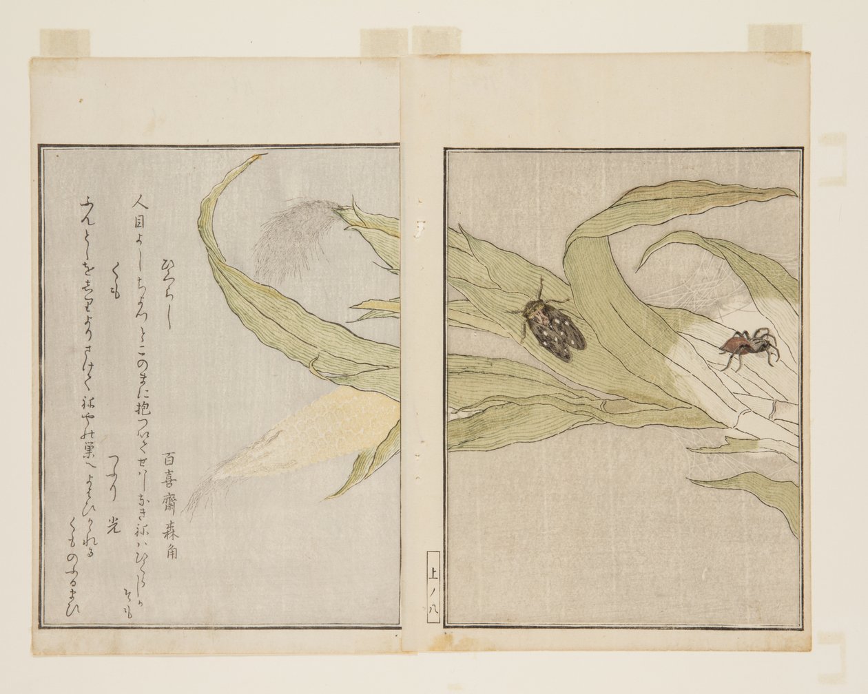 Pók (Kumo) és Esti kabóca (Higurashi) (színes fatömbnyomat) alkotó: Kitagawa Utamaro