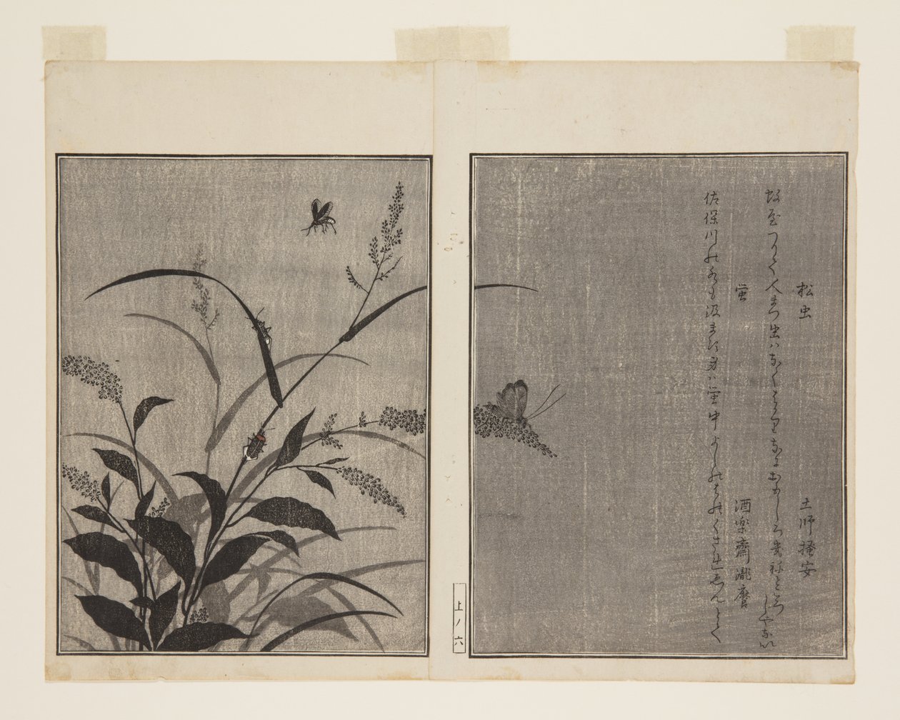 Tree Cricket (Matsumushi) és Firefly (Hotaru) (színes fatömb nyomat) alkotó: Kitagawa Utamaro