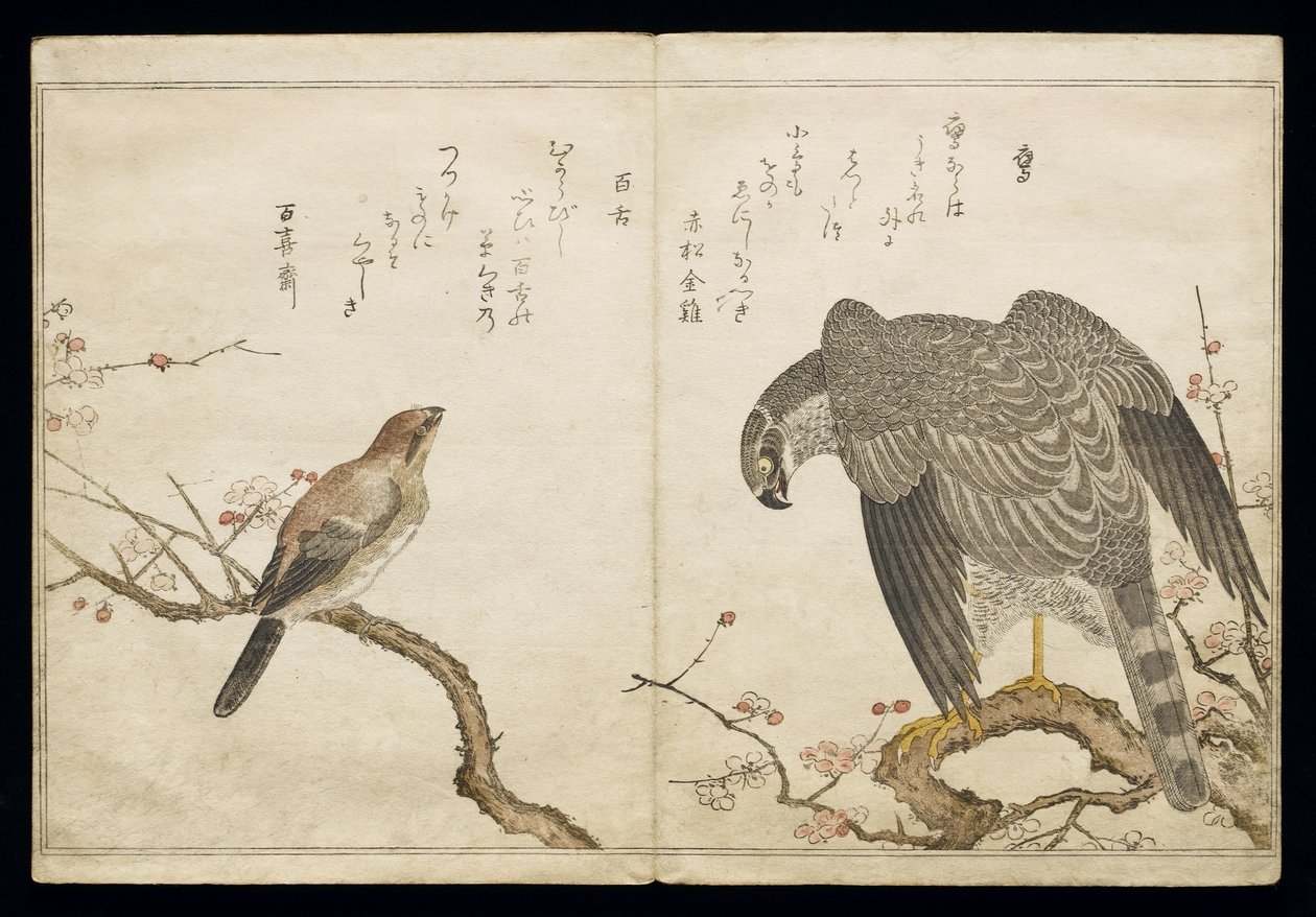 Vol.2 f.1 Falcon a jobb oldalon, egy Bull-headed Shrike a bal oldalon, a „Madarak a humoros dalokban” című albumból, 1791 (színes fatömbnyomat) alkotó: Kitagawa Utamaro