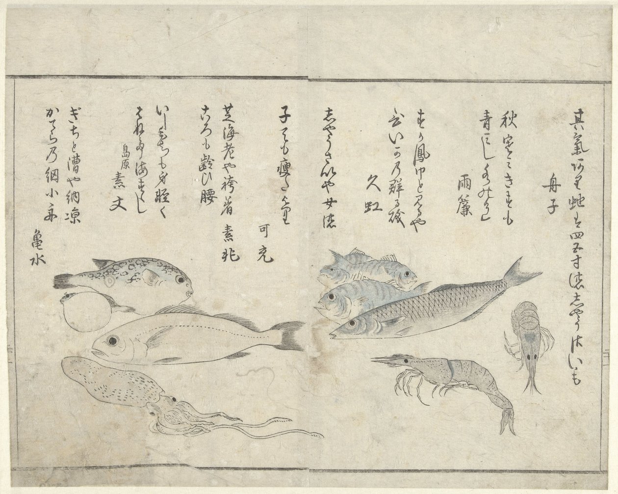 Tengeri állatok alkotó: Kitao Masayoshi