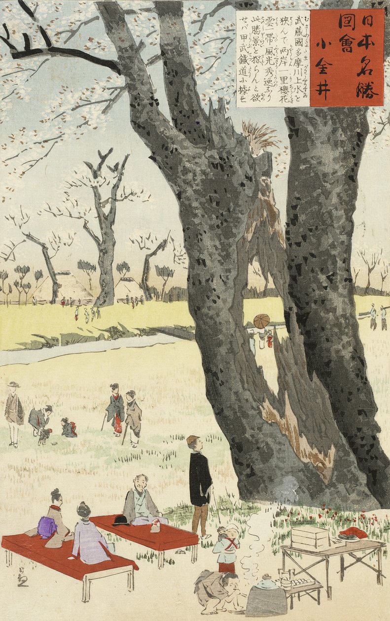 Koganei, Cseresznyevirágok a híres japán helyekről készült vázlatokból, 1896 (színes fatömbnyomat) alkotó: Kobayashi Kiyochika