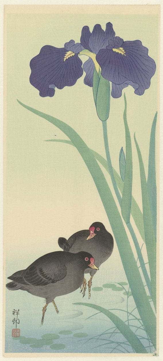 Moorhens és íriszek (színes fametszet) alkotó: Ohara Koson