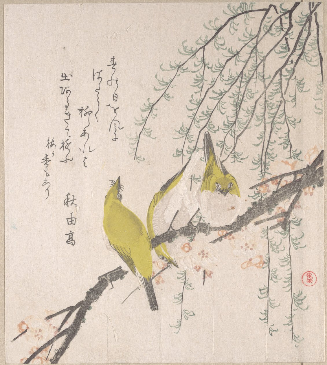 Japán fehérszemű madarak szilvafával és fűzfával, a „Tavaszi eső” című surimono-albumból (Harusame surimono-jō, 3. kötet) alkotó: Kubo Shunman