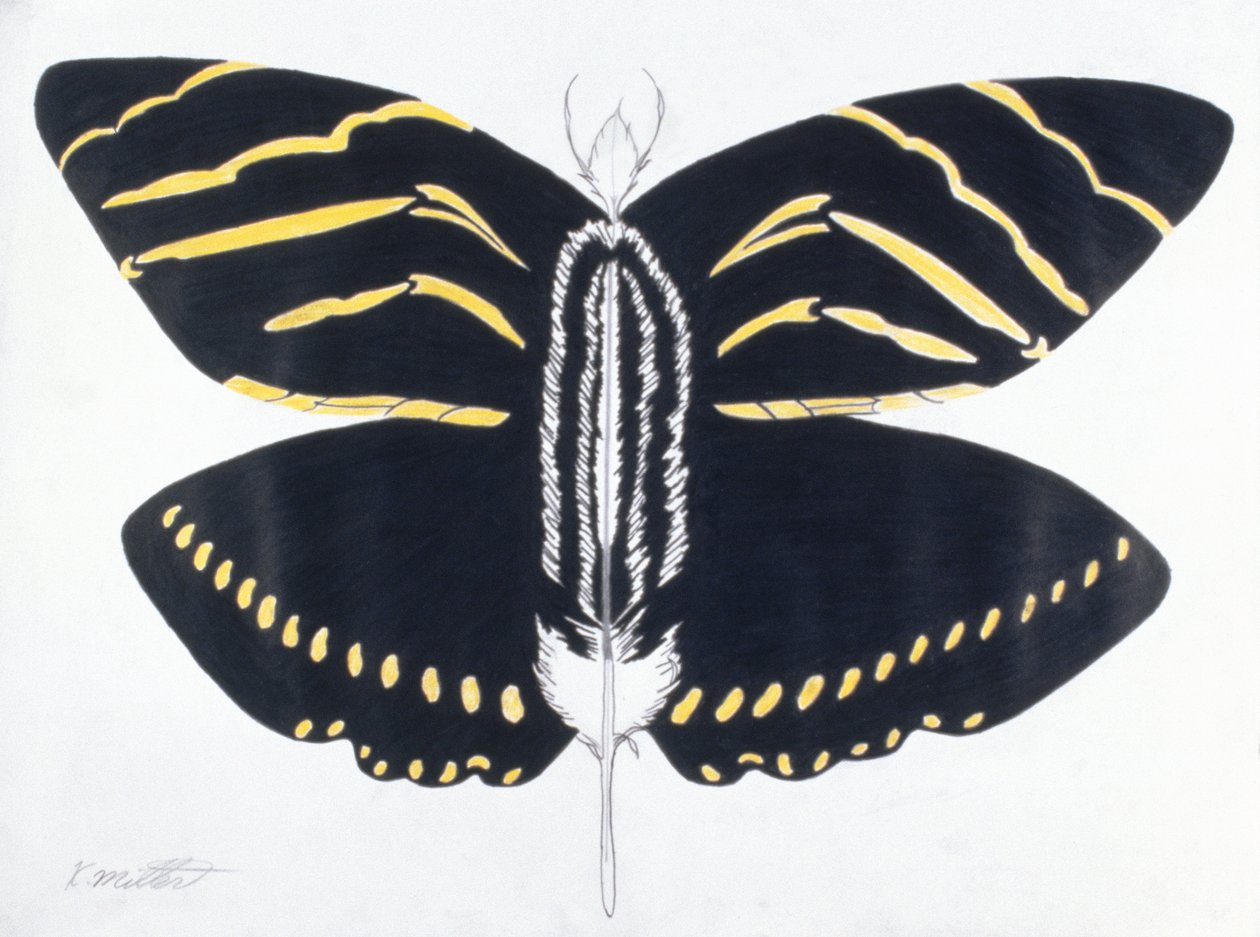 Tollas pillangó, 2004 (színes ceruza, papír) alkotó: Kurtis L. Miller