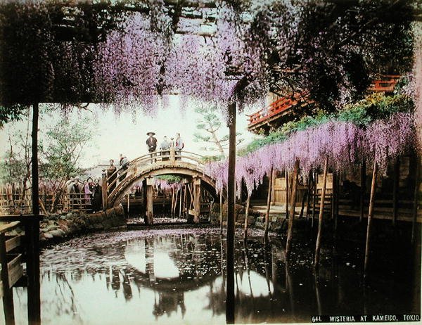 Wisteria at Kameido, Tokyo (kézzel színezett albumen nyomat a kártyán) alkotó: Kusakabe (attr. to) Kimbei