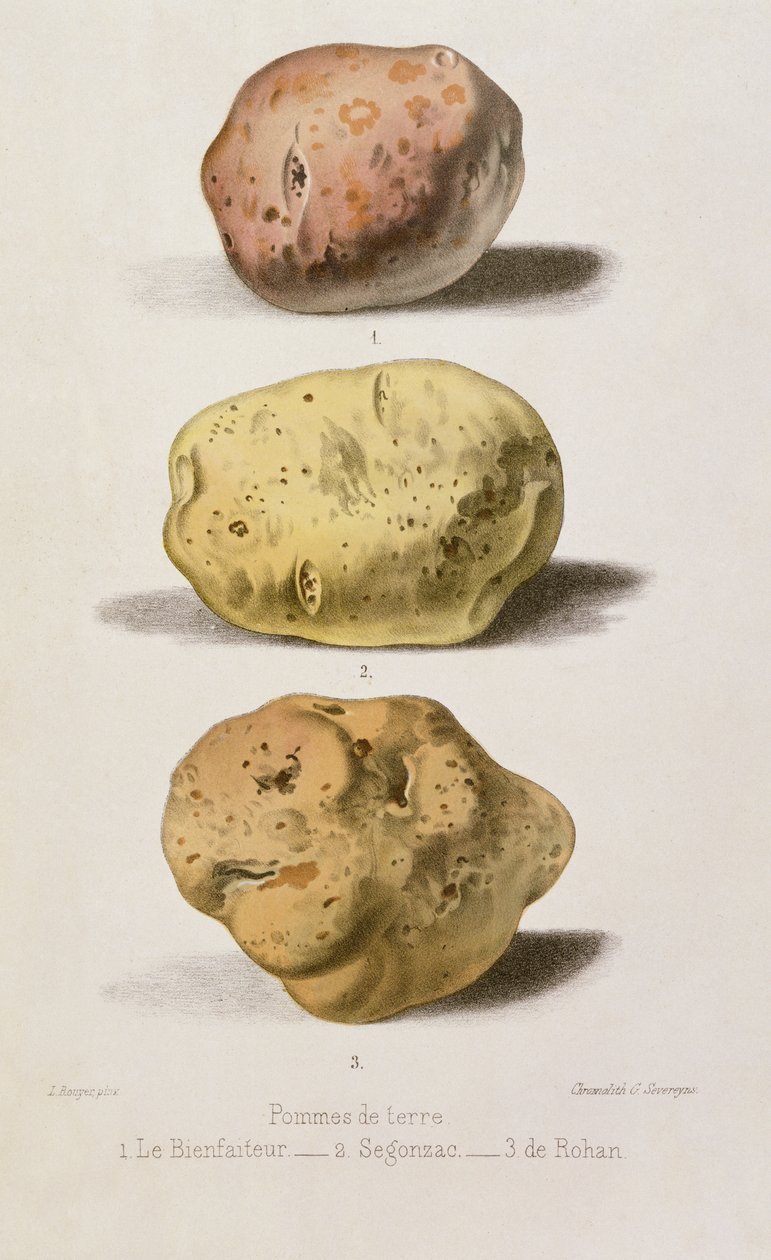Botanikai tányér három különböző burgonyafajtával, G. Severeyns metszetével (chromolitho) alkotó: L. Rouyer