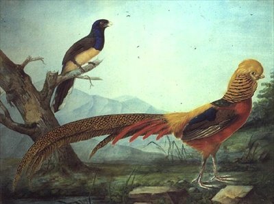 Egy aranyfácán és egy Trogon (akvarell és gouache) alkotó: L.F.A. Panhuts