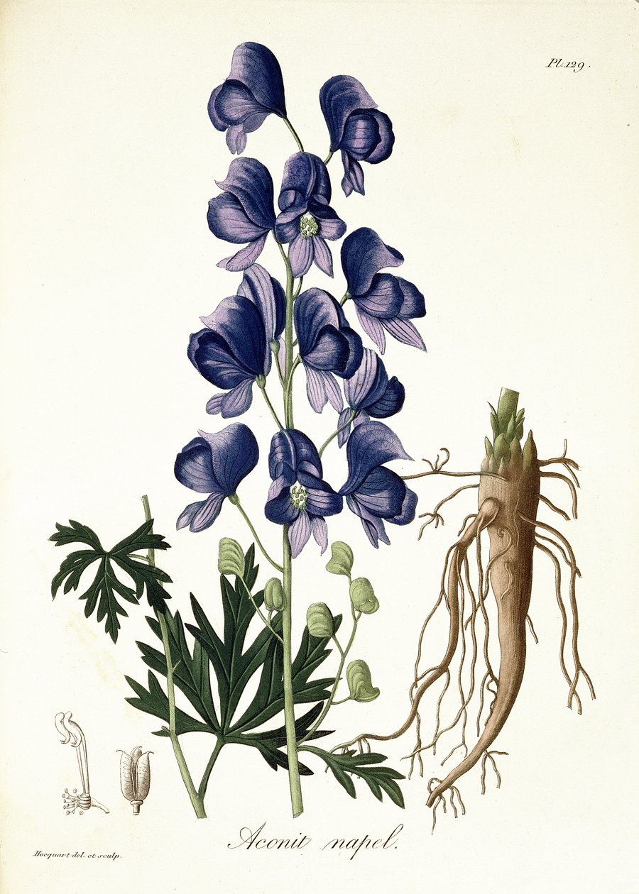 Joseph Roques (1772-1850) „Phytographie Medicale” című művéből, 1821-ben megjelent Aconitum Napellus alkotó: L.F.J. Hoquart