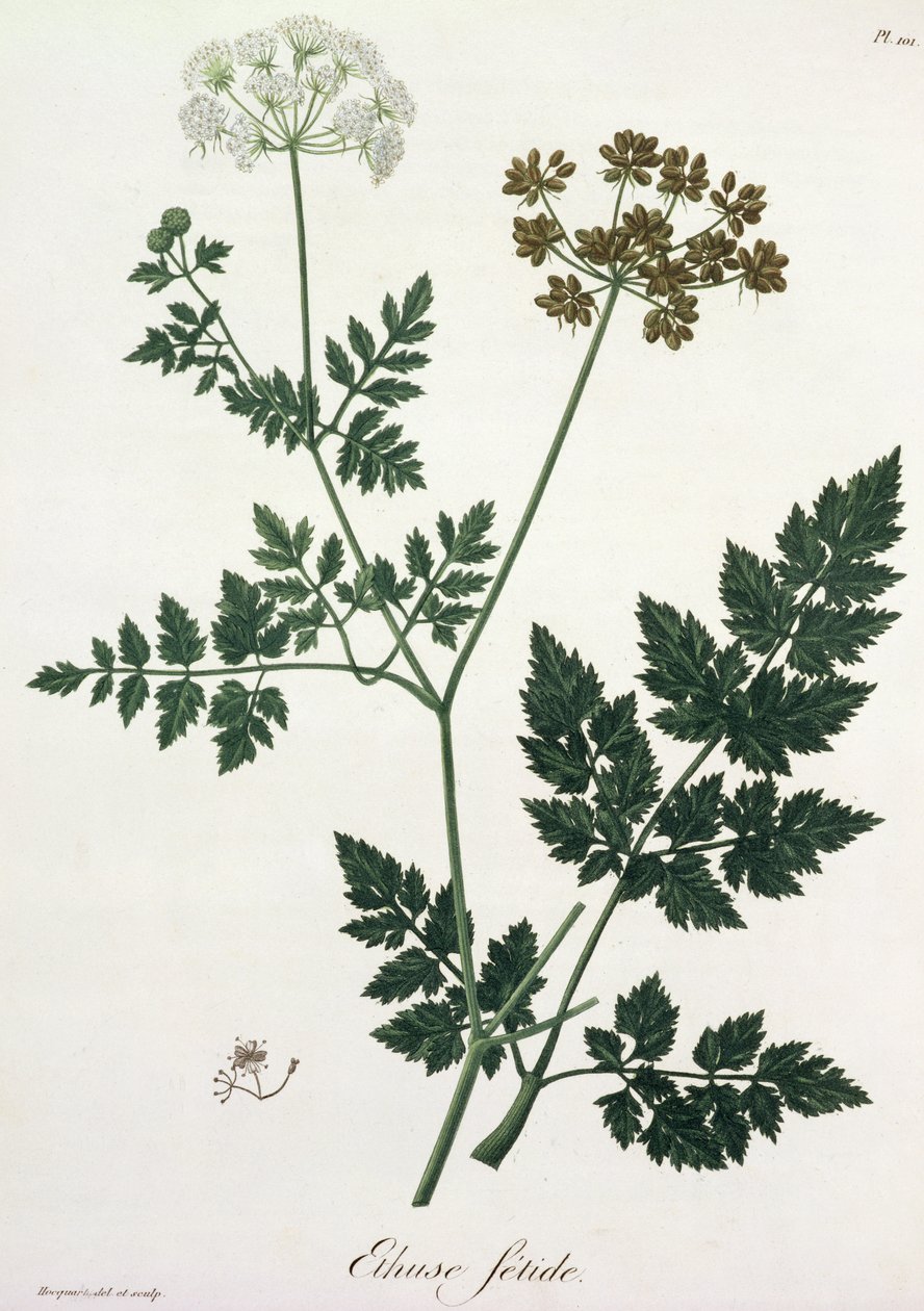 Aethusa Cynapium Joseph Roques (1772-1850) „Phytographie Medicale” című művéből, amely 1821-ben jelent meg alkotó: L.F.J. Hoquart