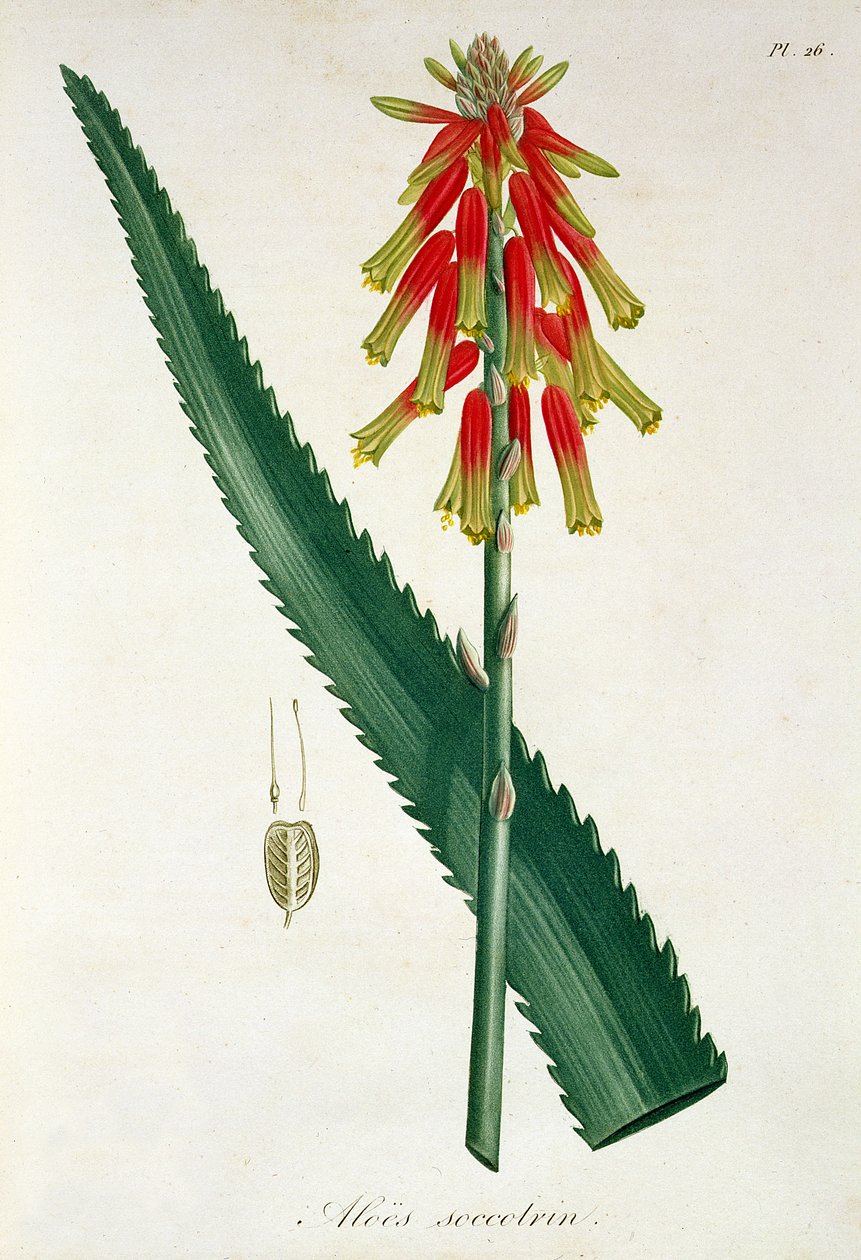Aloe Joseph Roques (1772-1850) "Phytographie Medicale" című, 1821-ben megjelent művéből. alkotó: L.F.J. Hoquart