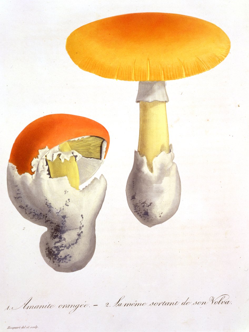 Amanita Caesaria Joseph Roques (1772-1850) 1821-ben kiadott "Phytographie Medicale"-jából. alkotó: L.F.J. Hoquart