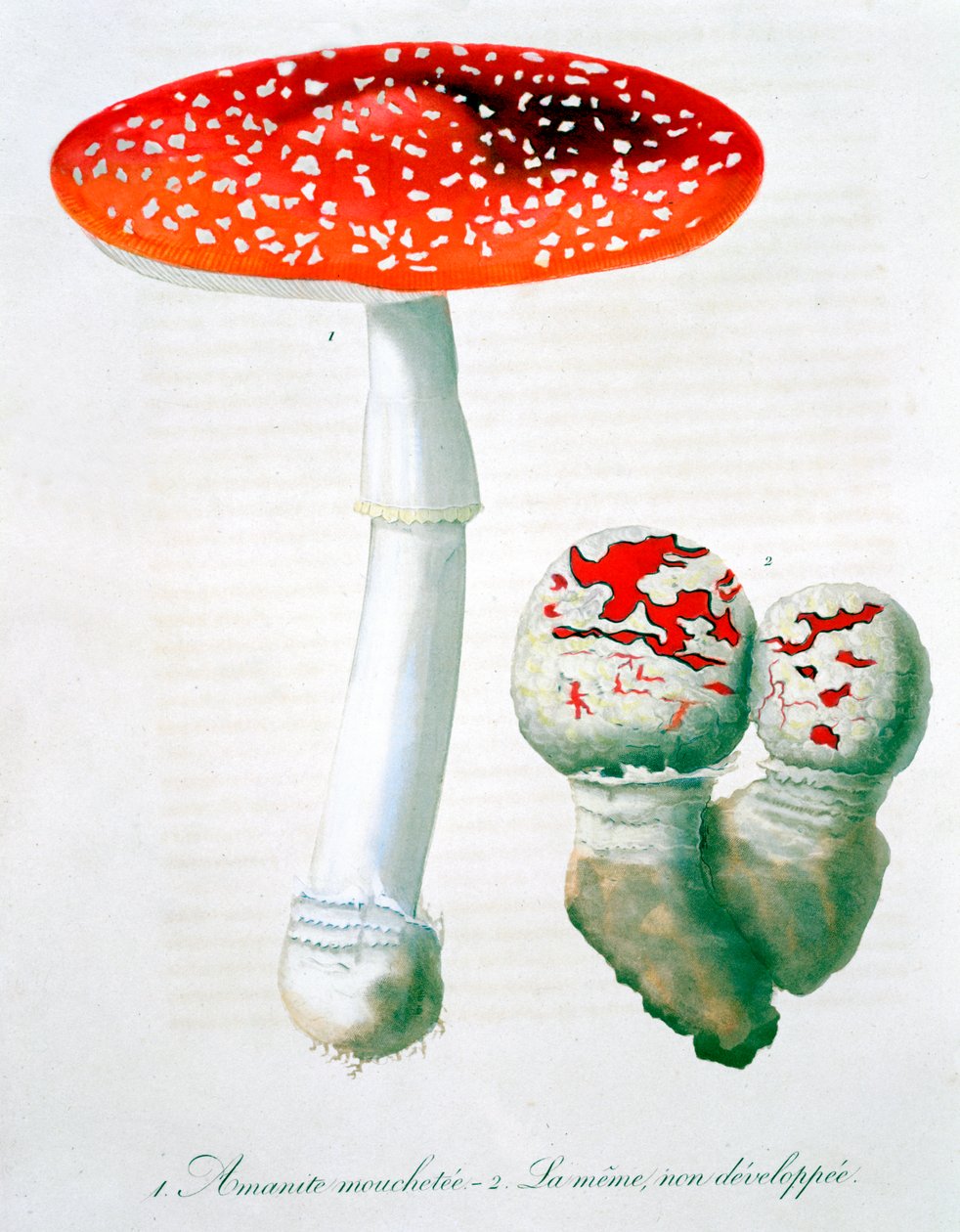 Amanita Muscaria légyölő galóca, 1821 alkotó: LFJ Hoquart