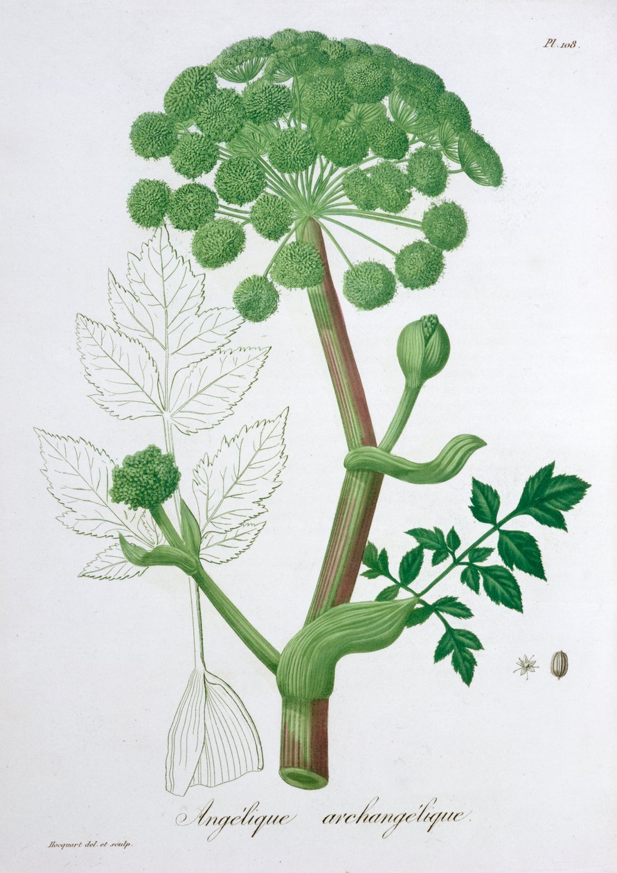 Angelica Archangelica Garden Angelica, 1821 alkotó: LFJ Hoquart