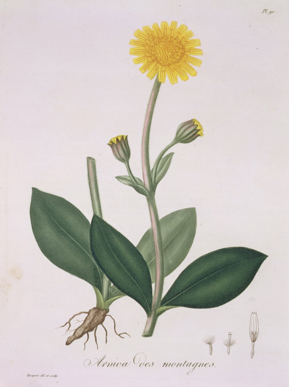 Arnica Montana Joseph Roques (1772-1850) „Phytographie Medicale” című művéből, amely 1821-ben jelent meg alkotó: L.F.J. Hoquart