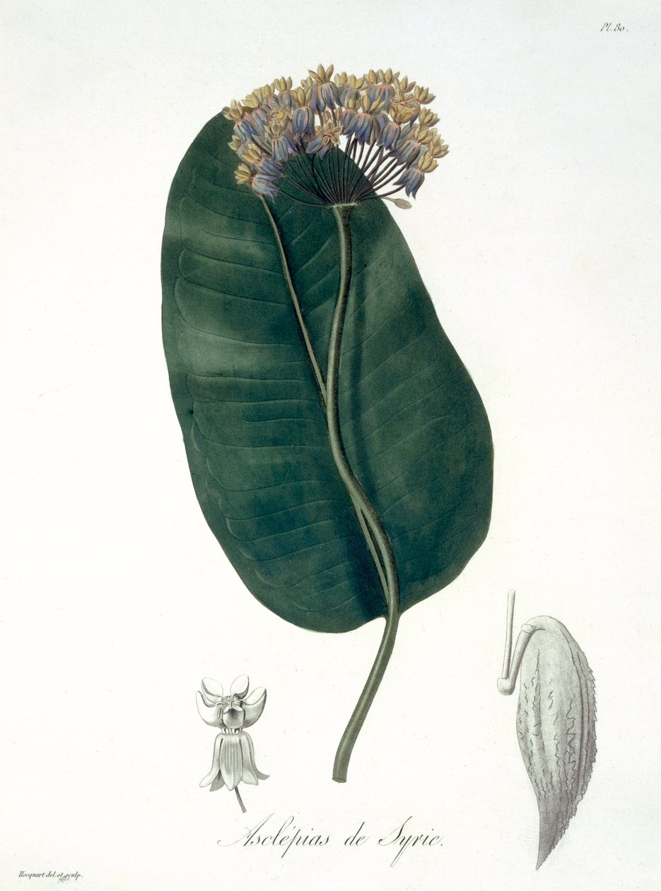 Asclepias Syriaca Joseph Roques (1772-1850) „Phytographie Medicale” című művéből, amely 1821-ben jelent meg alkotó: L.F.J. Hoquart
