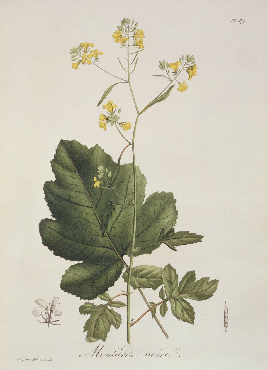Brassica nigra Joseph Roques (1772-1850) „Phytographie Medicale” című művéből, 1821-ben. alkotó: L.F.J. Hoquart