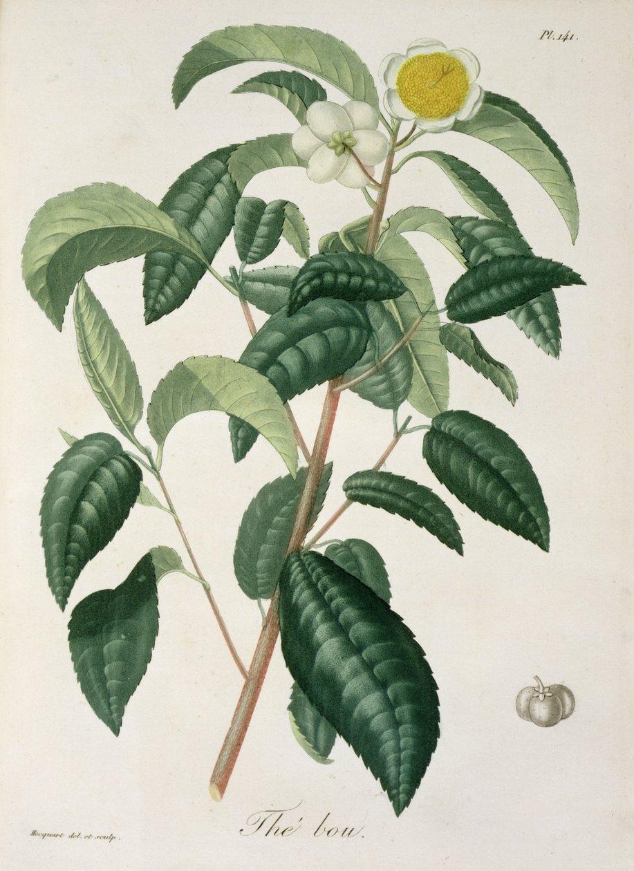 Camellia Thea Joseph Roques (1772-1850) „Phytographie Medicale” című művéből, amely 1821-ben jelent meg alkotó: L.F.J. Hoquart