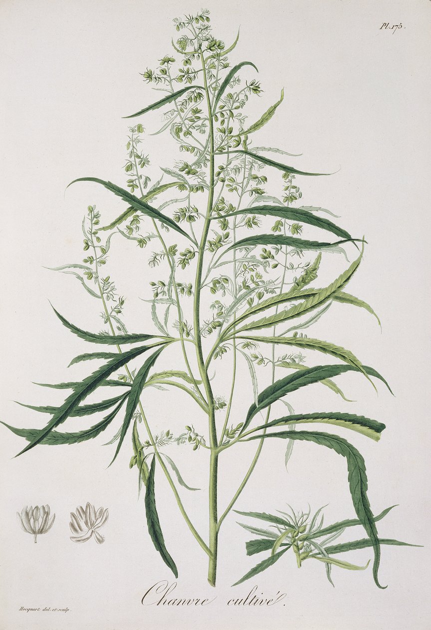 Cannabis Sativa Joseph Roques (1772-1850) 1821-ben kiadott "Phytographie Medicale"-jából. alkotó: L.F.J. Hoquart