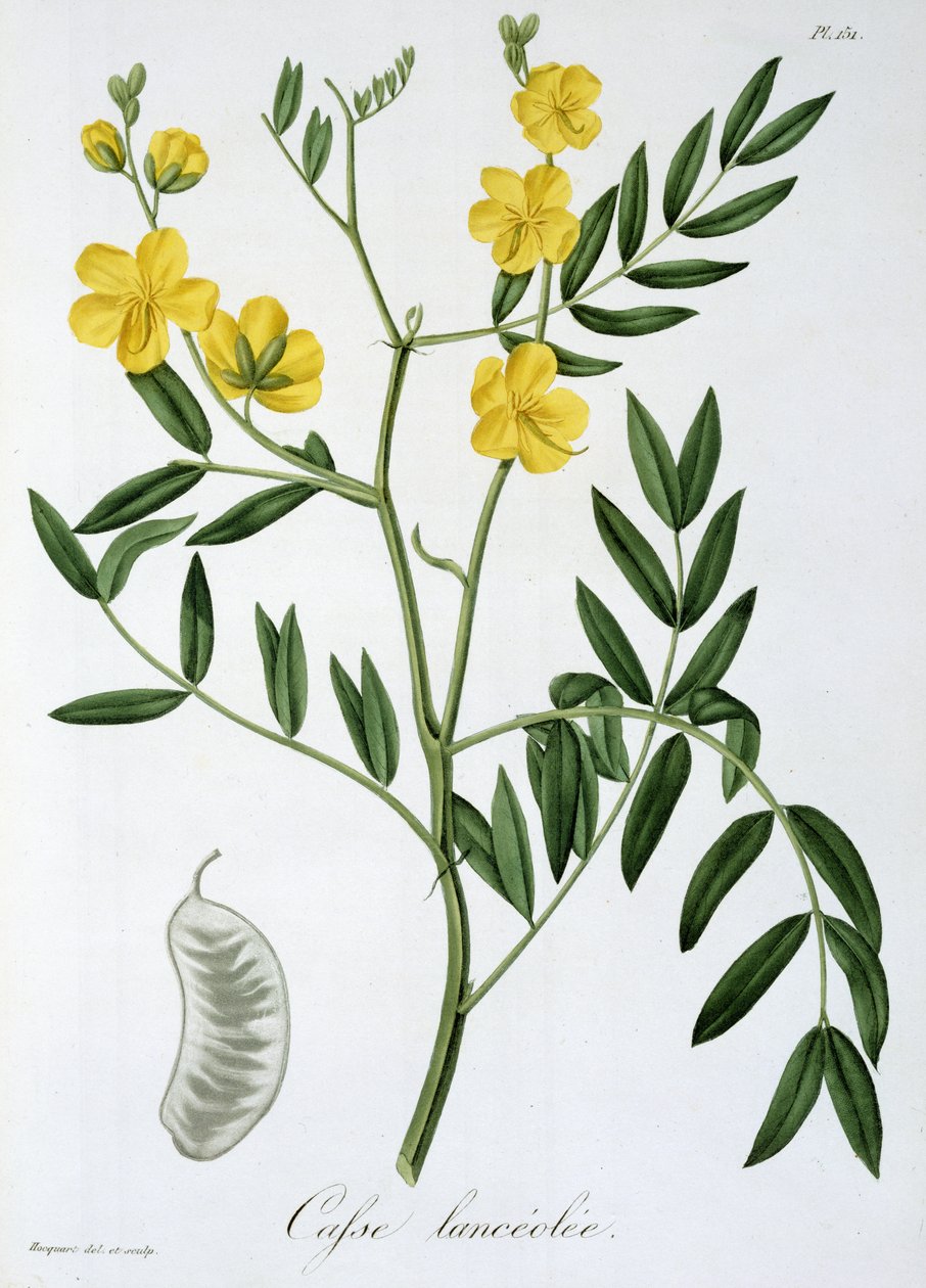 Cassia Joseph Roques (1772-1850) „Phytographie Medicale” című művéből, amelyet 1821-ben adtak ki alkotó: L.F.J. Hoquart