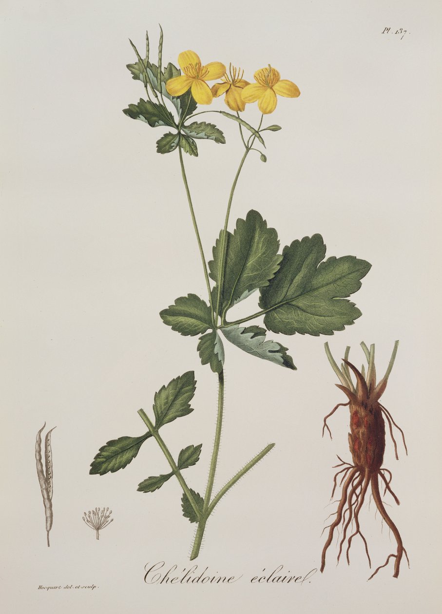 Chelidonium Majus Joseph Roques (1772-1850) Photographie Medicale-jából, 1821-ben megjelent alkotó: L.F.J. Hoquart