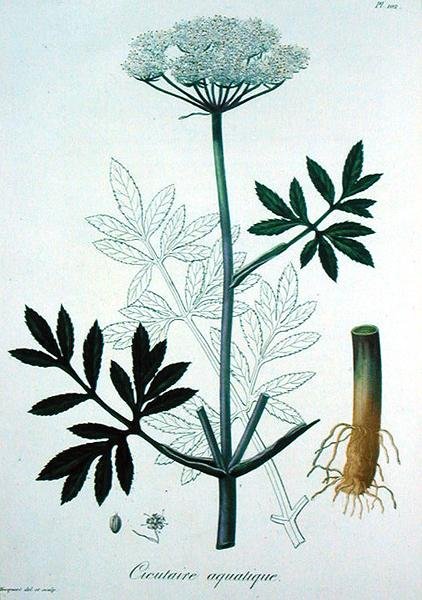Cicuta Virosa Joseph Roques (1772-1850) „Phytographie Medicale” című művéből, 1821-ben jelent meg (metszet) alkotó: L.F.J. Hoquart