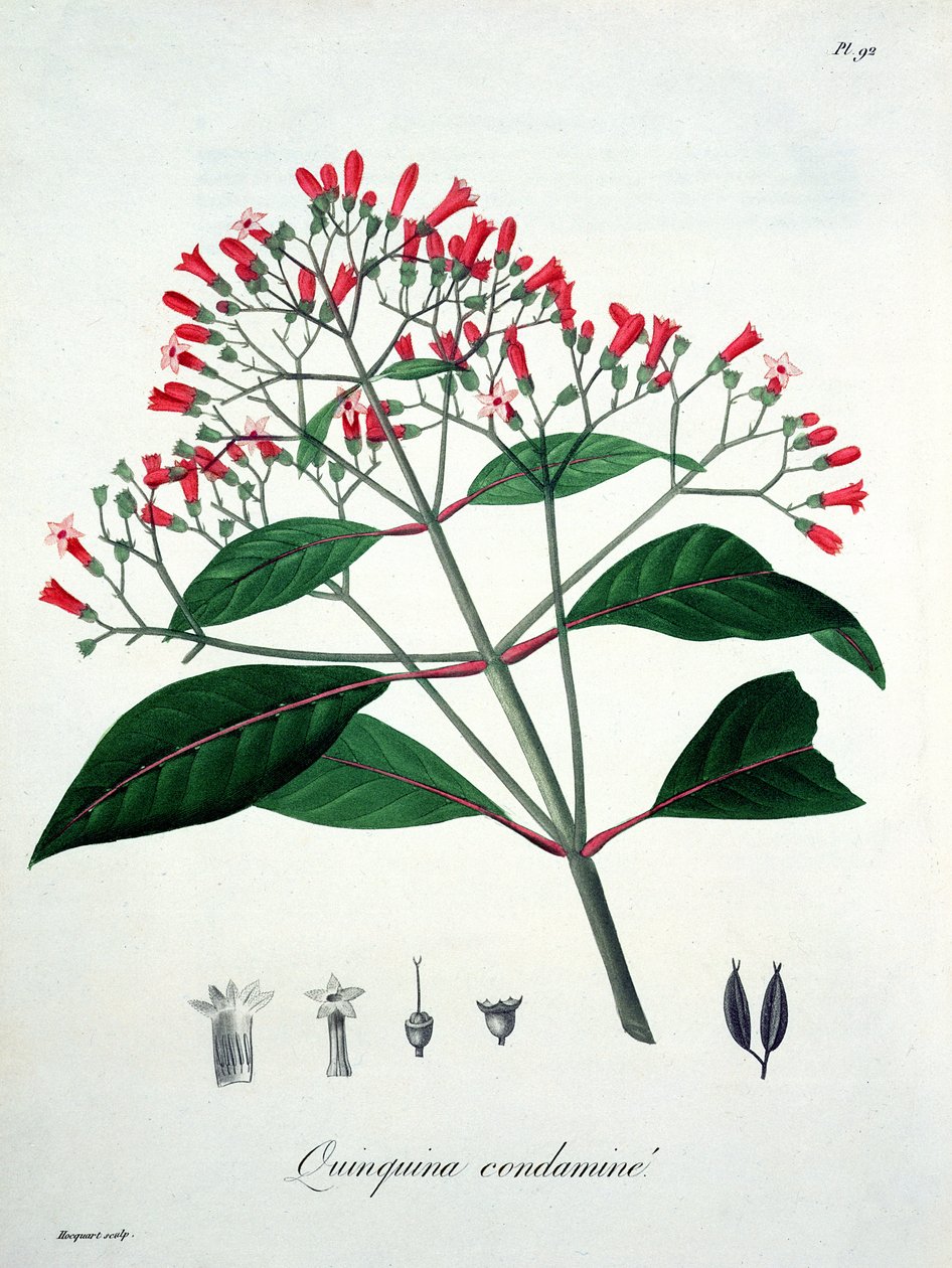 Cinchona Joseph Roques (1772-1850) 1821-ben kiadott "Phytographie Medicale" című művéből. alkotó: L.F.J. Hoquart