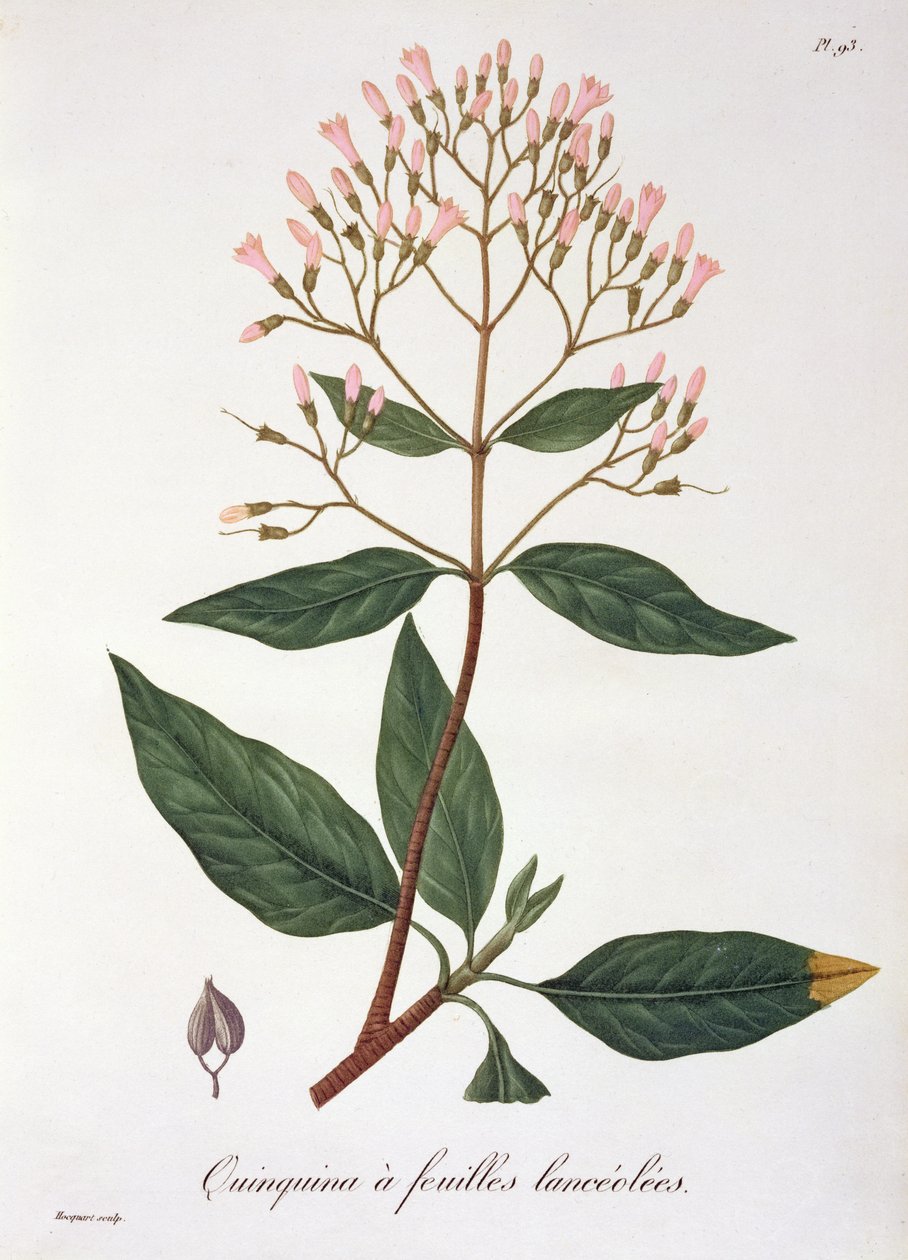 Cinchona Joseph Roques (1772-1850) „Phytographie Medicale” című művéből, amelyet 1821-ben adtak ki alkotó: L.F.J. Hoquart