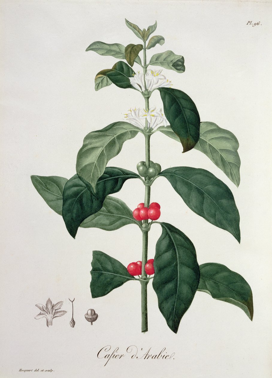 Coffea Arabica Joseph Roques (1772-1850) „Phytographie Medicale”-jából, 1821-ben alkotó: L.F.J. Hoquart