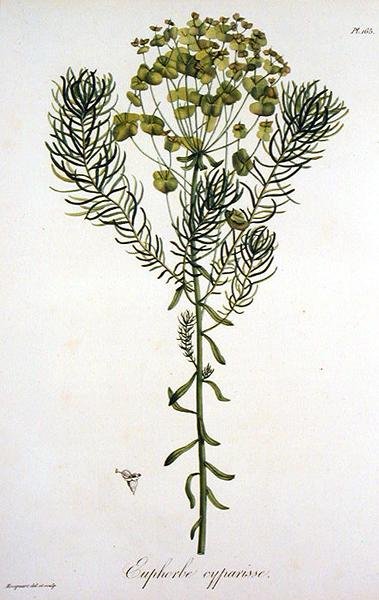 Euphorbia Cyparissias Joseph Roques (1772-1850) „Phytographie Medicale”-ból, 1821-ben megjelent (metszet) alkotó: L.F.J. Hoquart