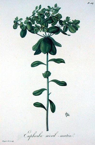 Euphorbia Helioscopia Joseph Roques (1772-1850) "Phytographie Medicale" című, 1821-ben kiadott művéből (metszet). alkotó: L.F.J. Hoquart