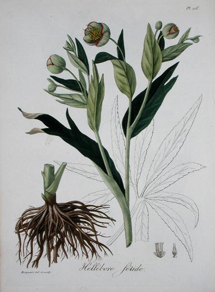 Helleborus Foetidus Joseph Roques (1772-1850) „Phytographie Medicale”-ból, 1821-ben megjelent (metszet) alkotó: L.F.J. Hoquart