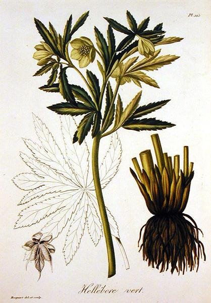 Helleborus Viridis Joseph Roques (1772-1850) „Phytographie Medicale” című művéből, 1821-ben megjelent (metszet) alkotó: L.F.J. Hoquart