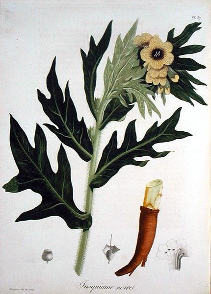 Henbane Joseph Roques (1772-1850) „Phytographie Medicale” című művéből, 1821-ben (metszet) alkotó: L.F.J. Hoquart