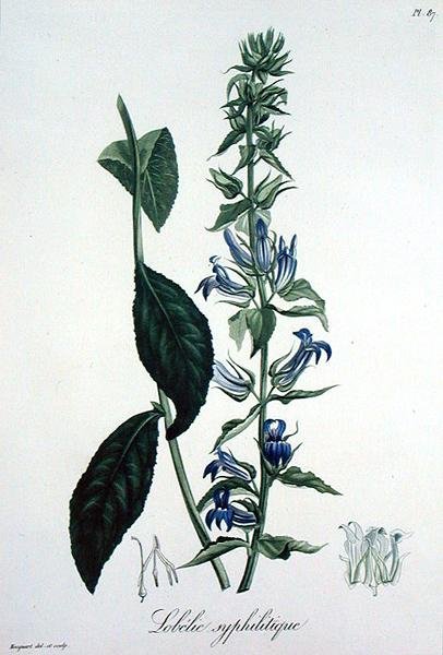 Lobelia Siphilitica Joseph Roques (1772-1850) „Phytographie Medicale” című művéből, 1821-ben jelent meg (metszet) alkotó: L.F.J. Hoquart