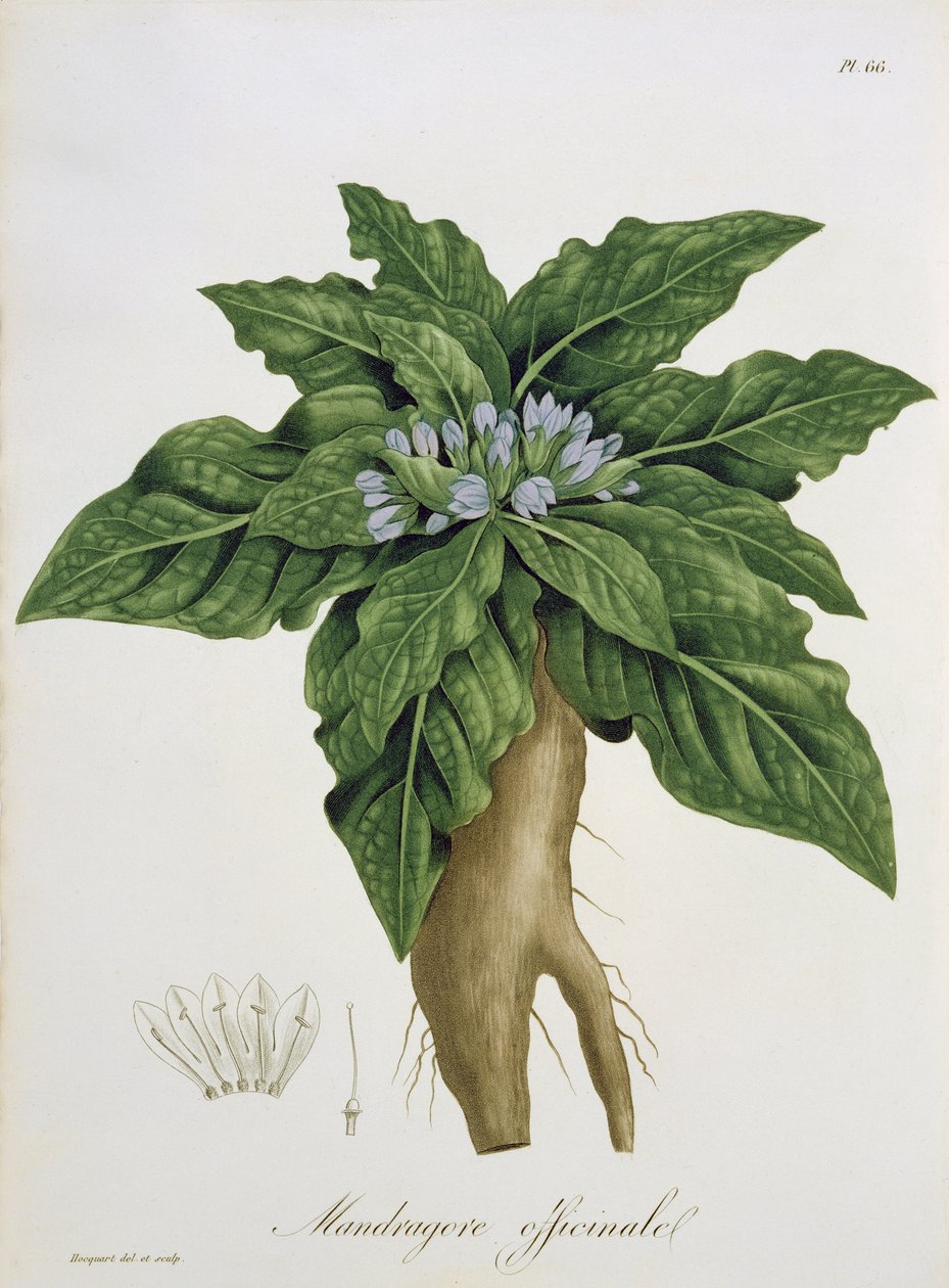 Mandragora Officinarum Joseph Roques (1772-1850) „Phytographie Medicale” című művéből, 1821-ben. alkotó: L.F.J. Hoquart
