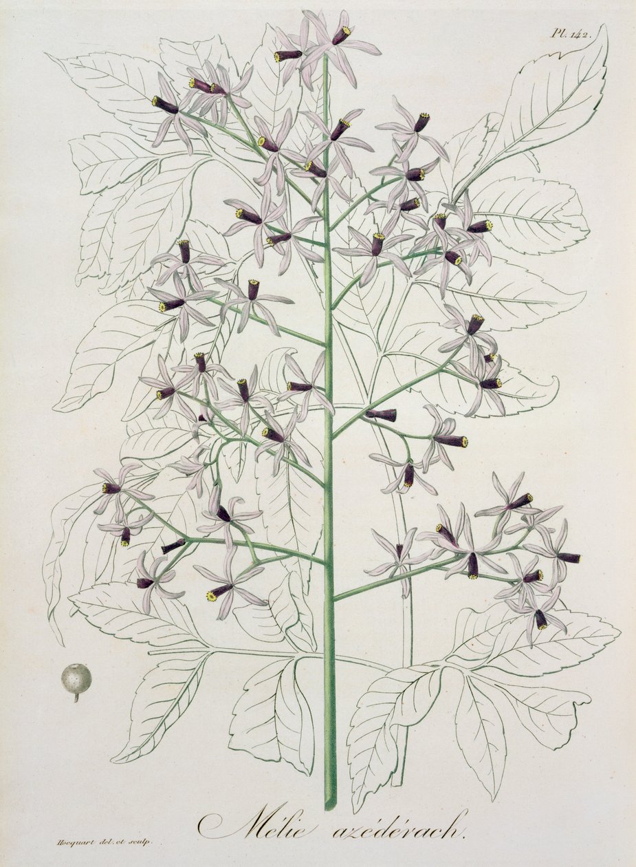 Melia Azedarach Joseph Roques (1772-1850) „Phytographie Medicale” című művéből, amely 1821-ben jelent meg alkotó: L.F.J. Hoquart