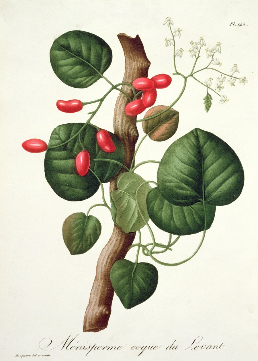 Menispermum Joseph Roques (1772-1850) „Phytographie Medicale” című művéből, 1821-ben alkotó: L.F.J. Hoquart