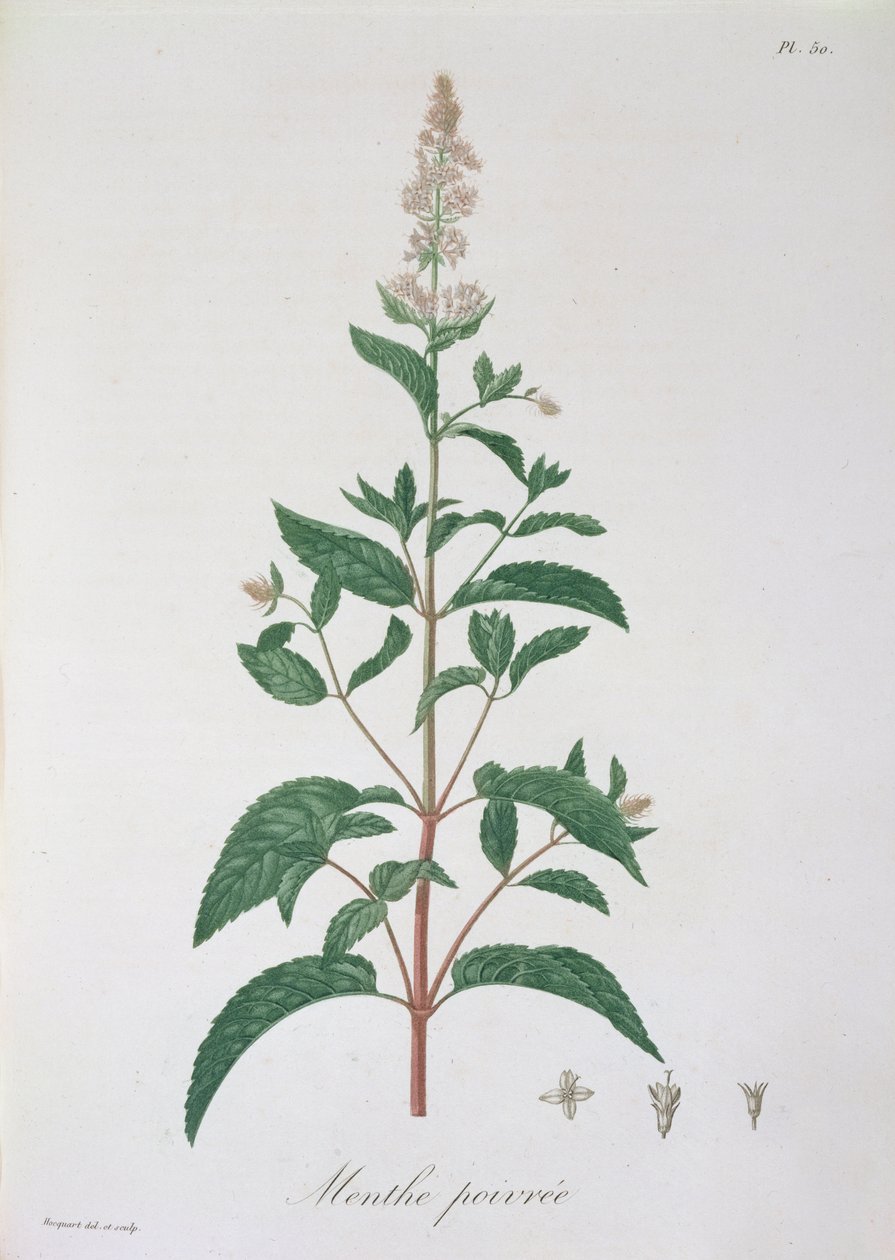 Mentha Piperita Joseph Roques (1772-1850) 1821-ben kiadott "Phytographie Medicale"-jából. alkotó: L.F.J. Hoquart