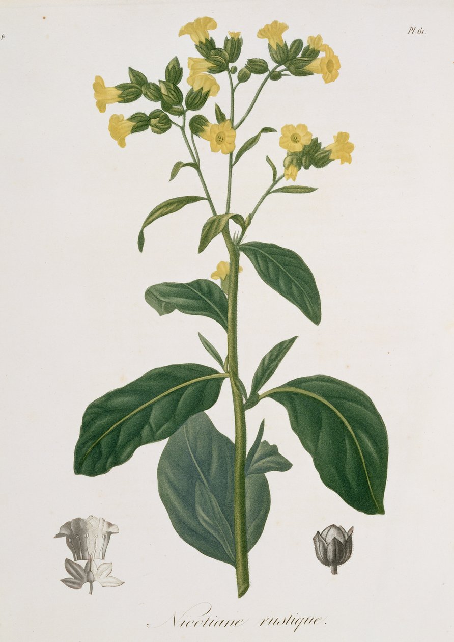Nicotiana Joseph Roques (1772-1850) „Phytographie Medicale”-jából, 1821-ben alkotó: L.F.J. Hoquart