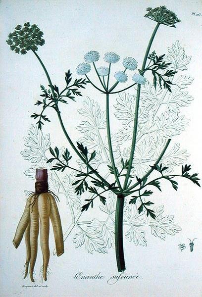 Oeanthe Crocata Joseph Roques (1772-1850) „Phytographie Medicale”-jából, 1821-ben megjelent (metszet) alkotó: L.F.J. Hoquart