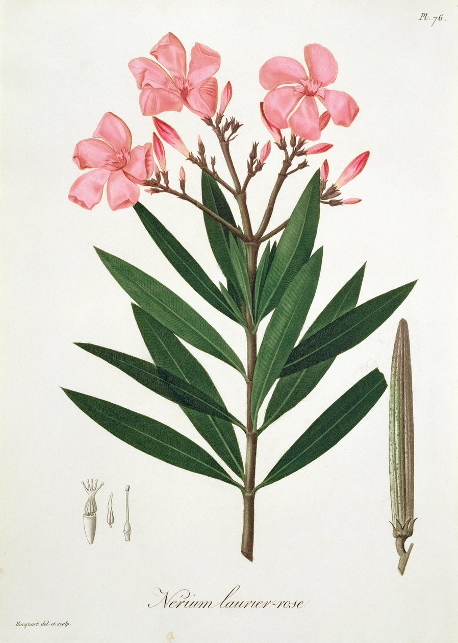 Oleander Joseph Roques (1772-1850) „Phytographie Medicale” című művéből, amelyet 1821-ben adtak ki alkotó: L.F.J. Hoquart