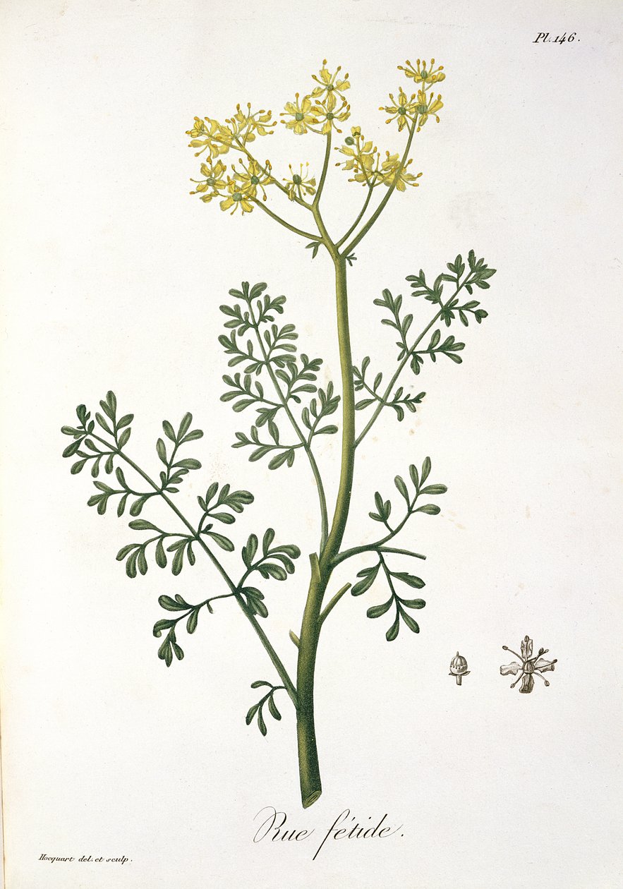 Rue Joseph Roques (1772-1850) „Phytographie Medicale” című könyvéből, amelyet 1821-ben adtak ki alkotó: L.F.J. Hoquart