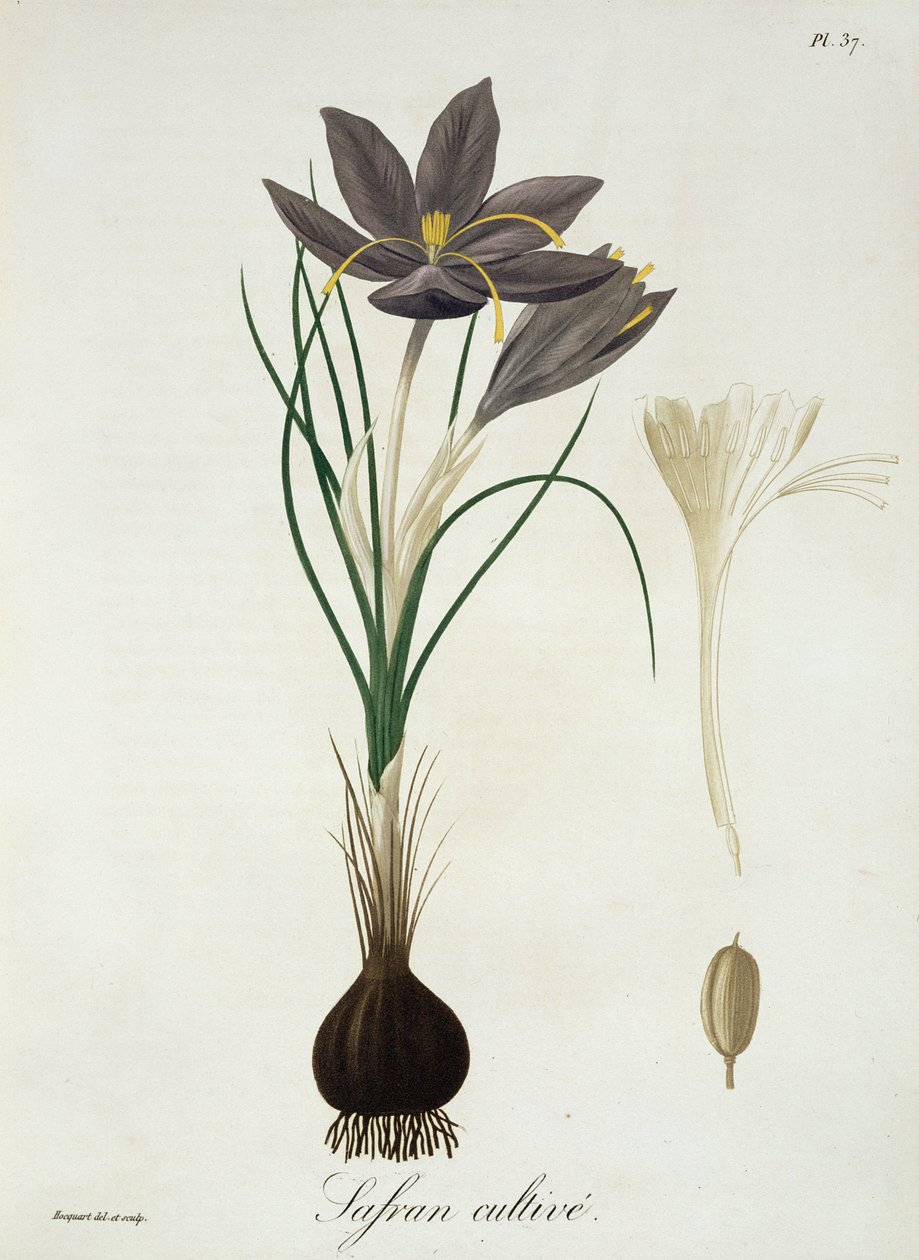 Joseph Roques (1772-1850) „Phytographie Medicale” című sáfrányos krókusza, 1821-ben alkotó: L.F.J. Hoquart