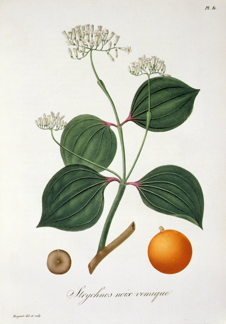 Strychnos nux vomica Joseph Roques (1772-1850) 1821-ben kiadott "Phytographie Medicale" című művéből. alkotó: L.F.J. Hoquart