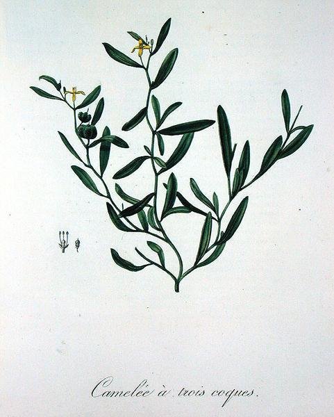 Három kagylóhéjú kamélia Joseph Roques (1772-1850) „Phytographie Medicale”-ból, 1821-ben megjelent (metszet) alkotó: L.F.J. Hoquart